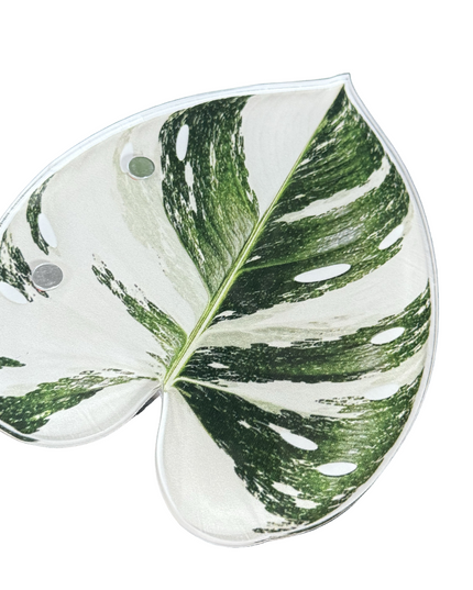 Monstera Albo