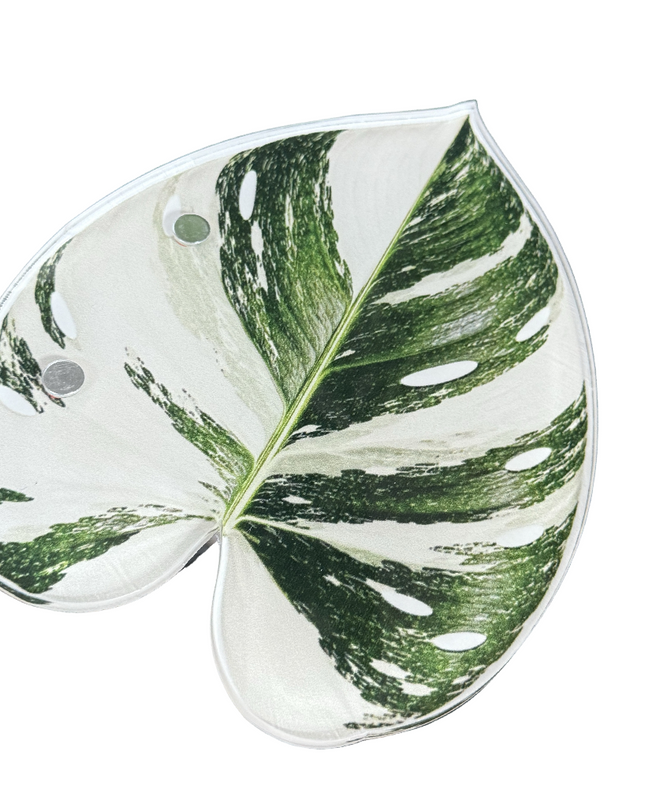 Monstera Albo