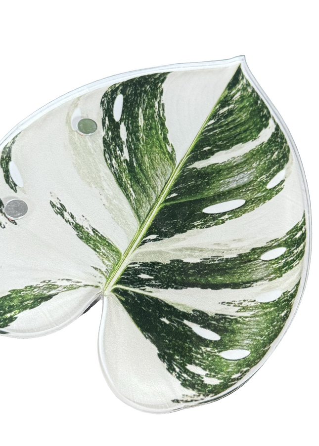Monstera Albo