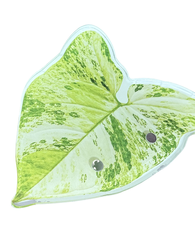 Syngonium Mojito