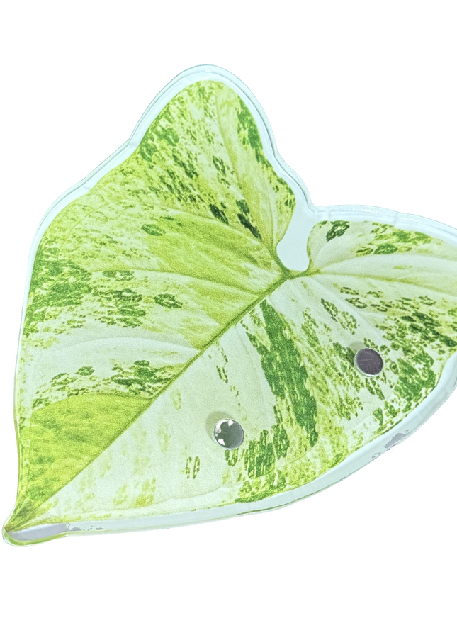 Syngonium Mojito