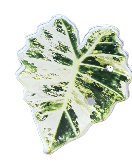 Alocasia Frydek
