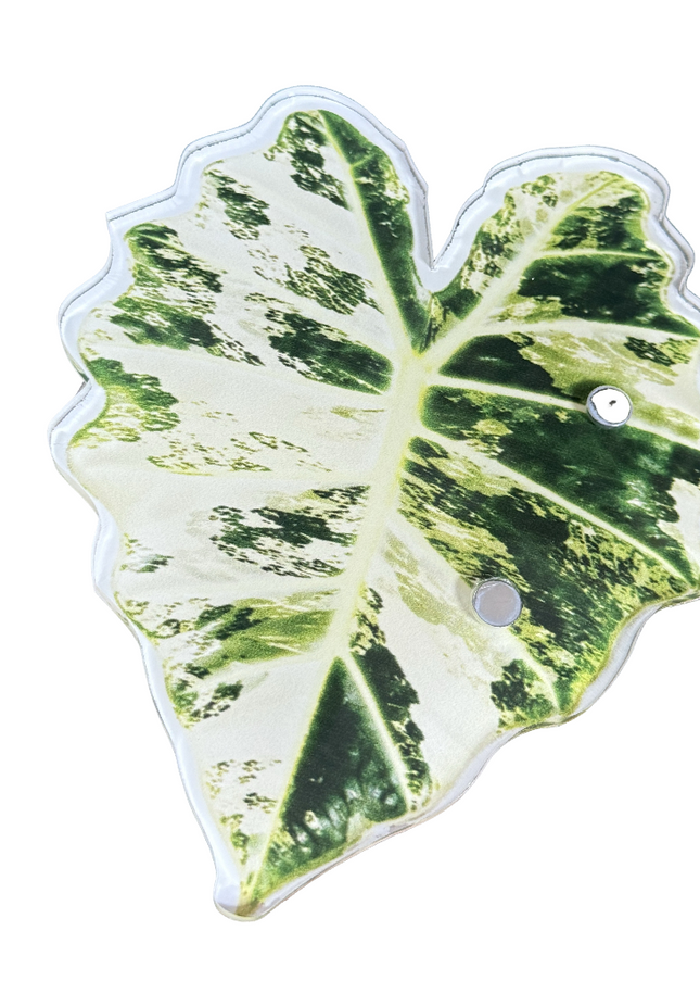 Alocasia Frydek