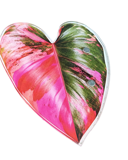 Pink Monstera Albo
