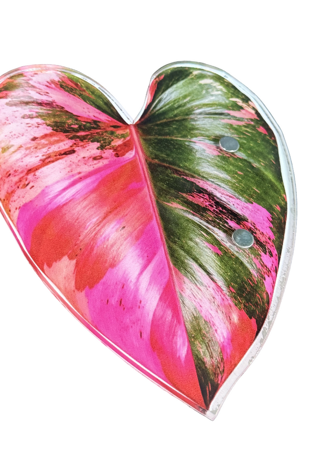Pink Monstera Albo