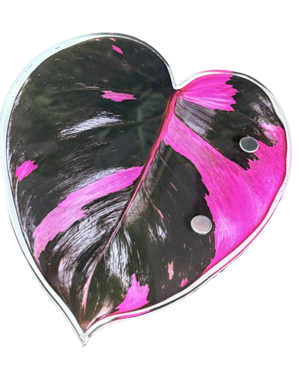 Pink Princess Philodendron