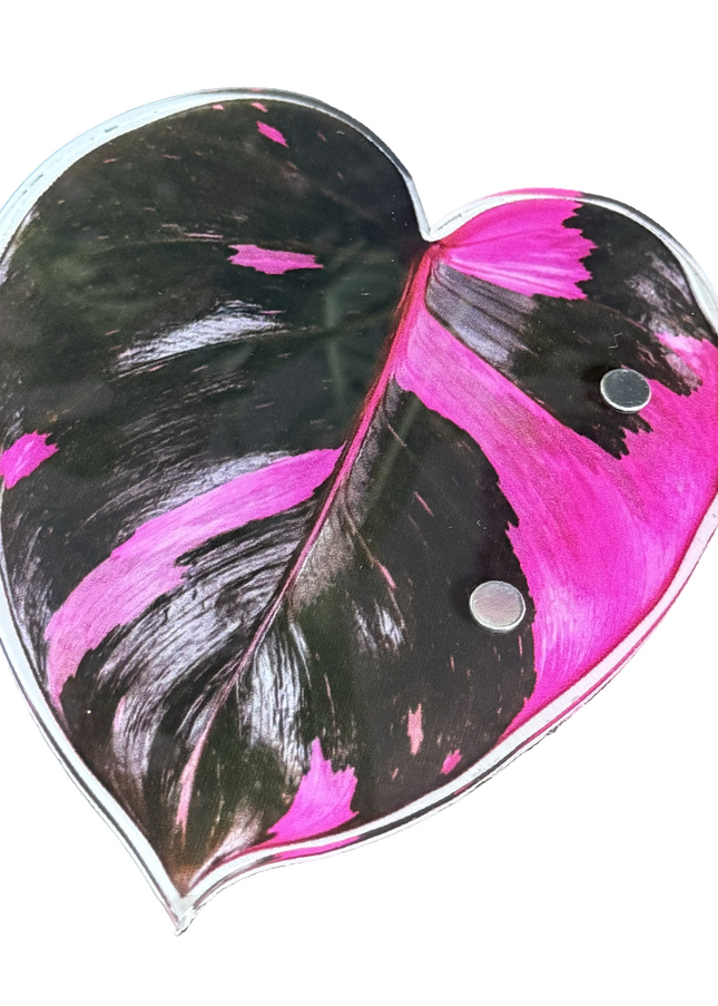 Pink Princess Philodendron