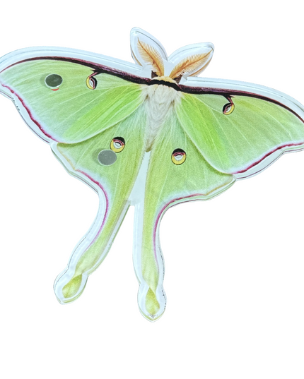 Luna Moth