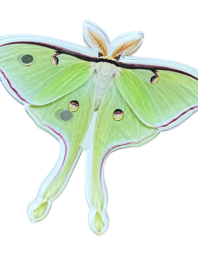 Luna Moth