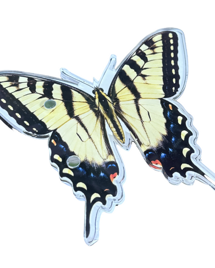 Tiger Swallowtail
