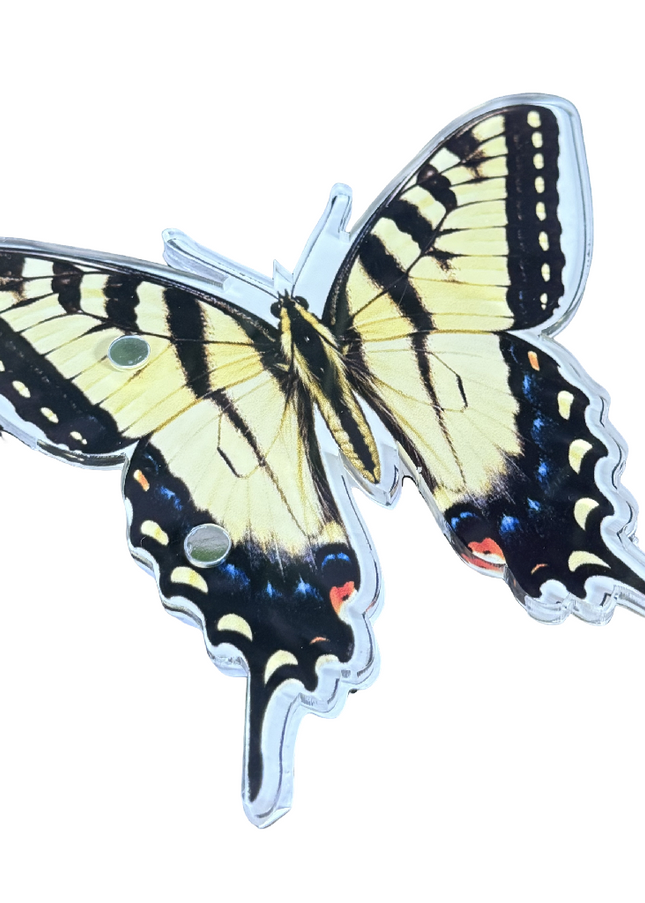 Tiger Swallowtail