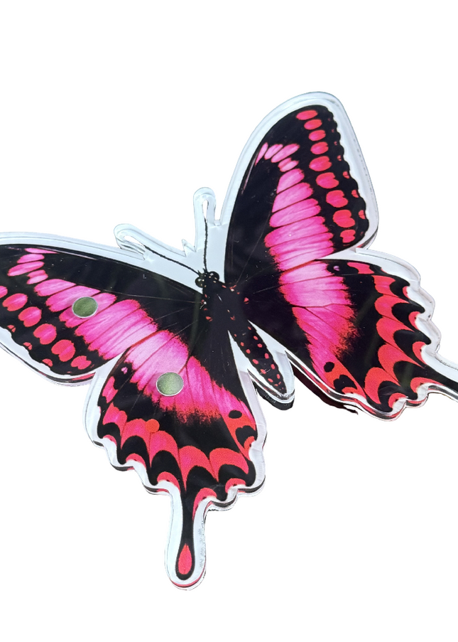 Pink Swallowtail